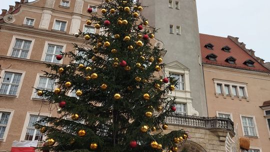 Choinka jest już w Olsztynie