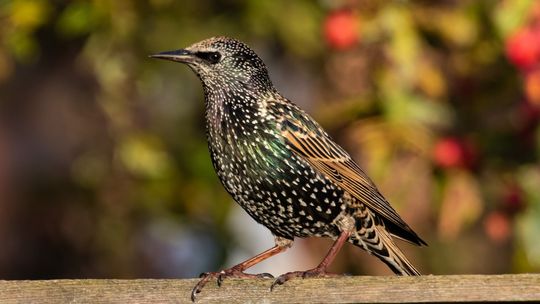 Czy dźwiękowy odstraszacz na szpaki jest bezpieczny dla innych ptaków?