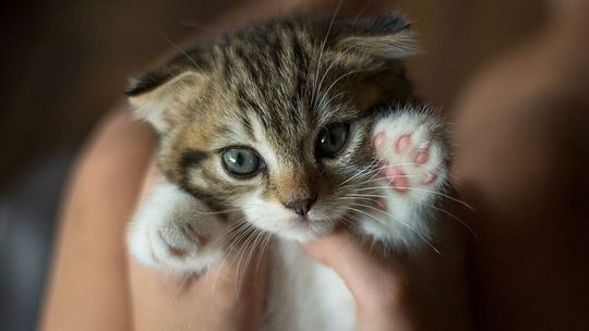 Dom bez kota to tylko zwykłe mieszkanie