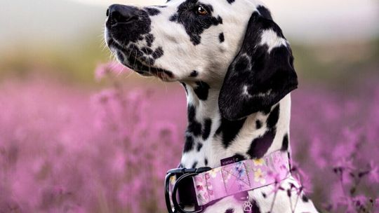 Jak prawidłowo dobrać obrożę do szyi psa i uniknąć błędnego rozmiaru?