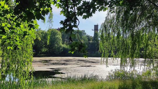 Jezioro Długie ponownie oczyszczane
