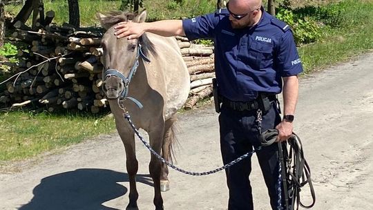 Nietypowa interwencja policjantów. Złapali... konia