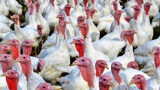 Polski producent maszyn do uboju drobiu - jakość, doświadczenie, niezawodność