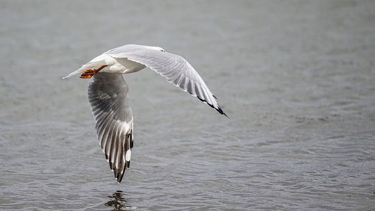 Ptasia grypa dotarła do Olsztyna