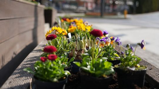 Wiosna rozkwita w Olsztynie