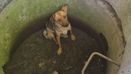 Wrzucili psa do studni - odpowiedzą za znęcanie się nad zwierzętami