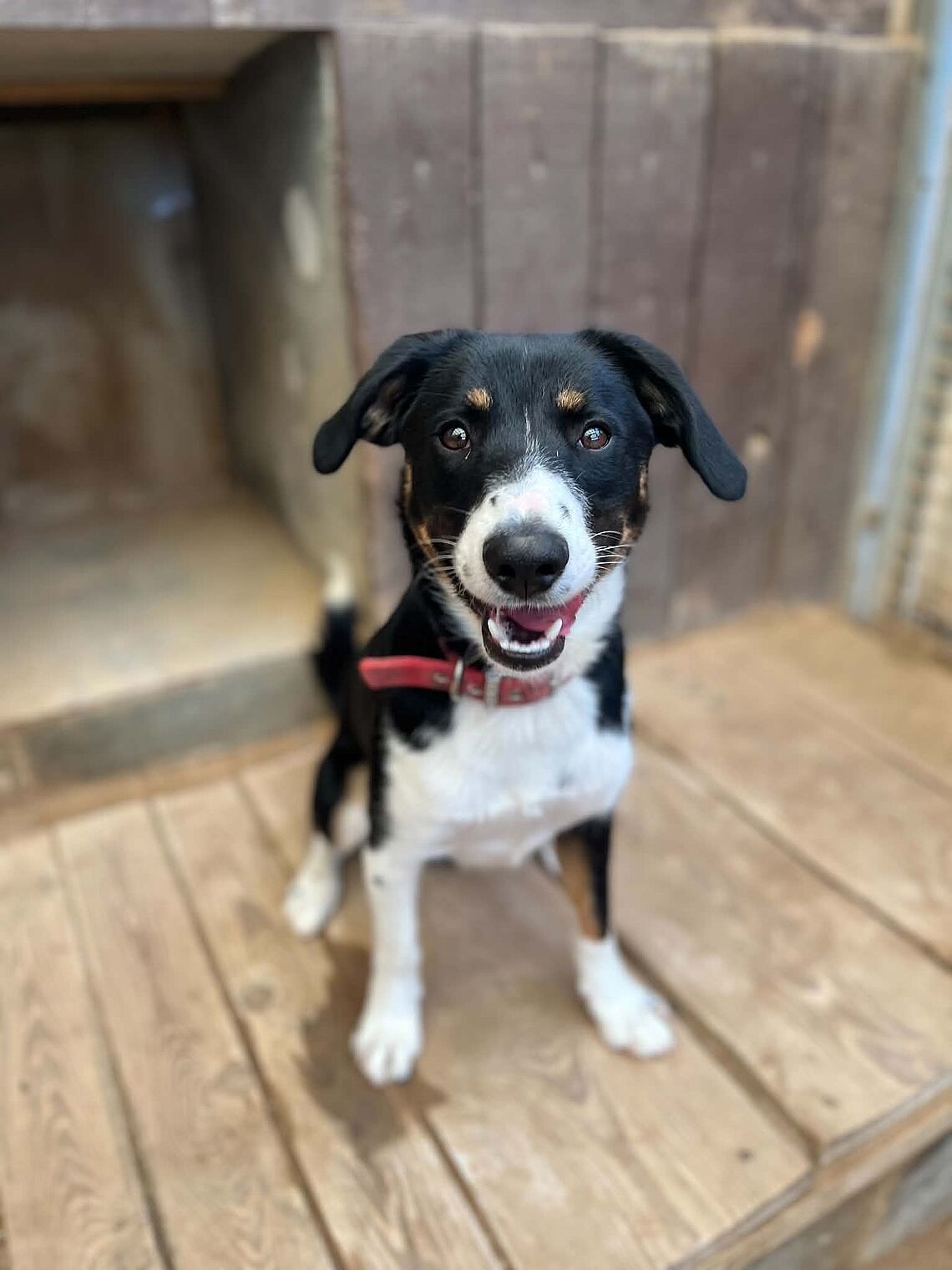 Dzień psa zachęca do adopcji Dzień psa zachęca do adopcji