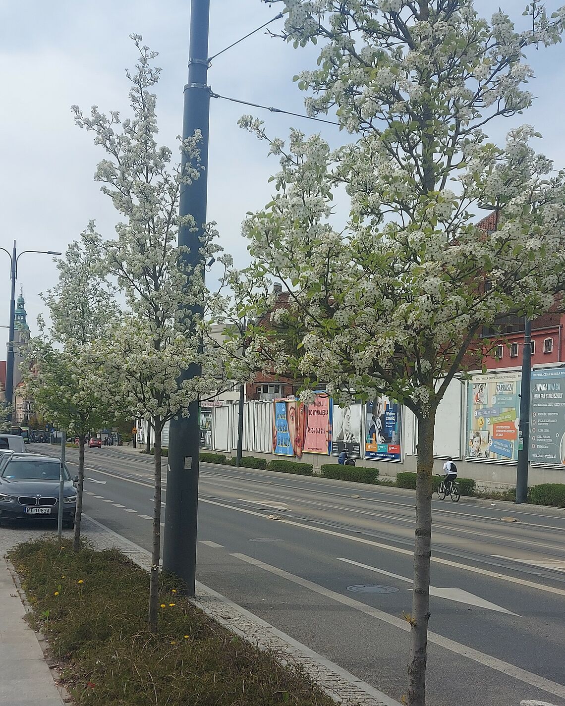 Nowe nasadzenia odmienią wiele części Olsztyna [ROZMOWA]