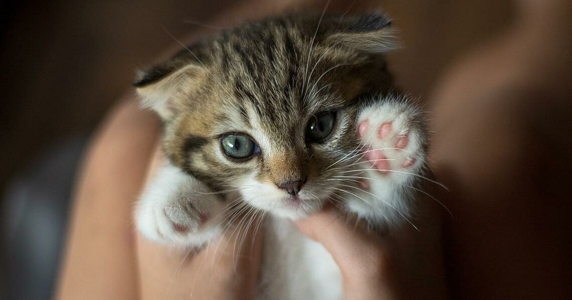 Program „Zadbaj o pupila”: środki finansowe wyczerpane