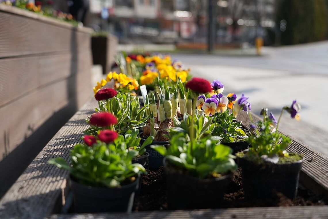 Wiosna rozkwita w Olsztynie Wiosna rozkwita w Olsztynie