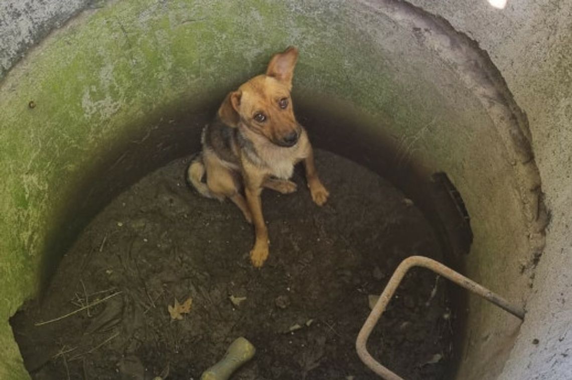Wrzucili psa do studni - odpowiedzą za znęcanie się nad zwierzętami