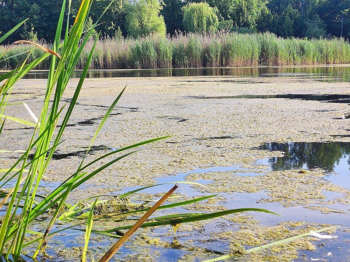 Znów odławiają moczarkę